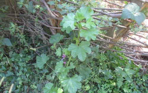 Mauve officinale devant une clotûre en plessis